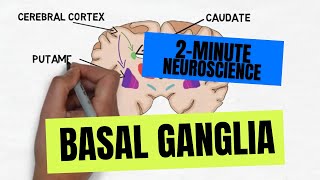 2Minute Neuroscience Basal Ganglia [upl. by Fritze558]