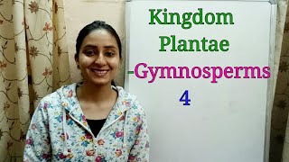 SubDivision Gymnosperms  Biological classification part8  Class XI  Lecture 36 [upl. by Christis555]