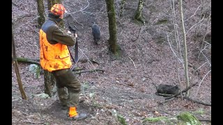 Domuz avı bomy Wild boar hunt Chasse au sanglier Caza de jabalí Turkey in Çanakkale 2021 [upl. by Eenttirb933]