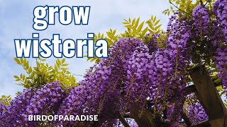 THE ONLY WAY TO GROW WISTERIAWYSTERIA WITH FULL UPDATES HappyEarthDay  BirdofParadise [upl. by Krystyna]