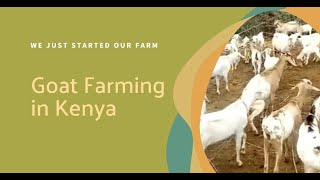 Starting Goat Farming in Kenya Essential Tips and Insights  We Just Started Our Farm [upl. by Nylasej]