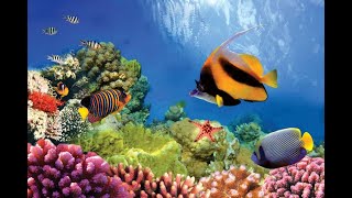 Ocean Habitats Ocean Life Education Primary Curriculum Resource 1 [upl. by Nnaes]