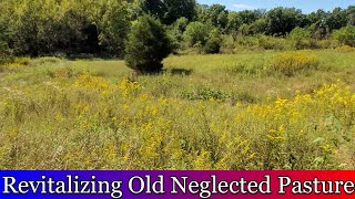 Revitalizing old neglected pasture [upl. by Hanan]