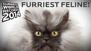 Colonel Meow  Longest Fur On A Cat  Guinness World Records [upl. by Collyer]