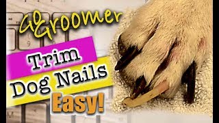 Learn how to trim Dog nails [upl. by Dieter252]