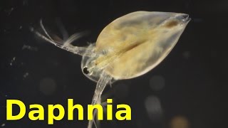 Daphnia [upl. by Beatrix404]