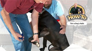 Dr Pol Presents  How To Trim A Dogs Nails [upl. by Jarrid]