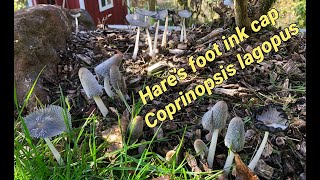 Time lapse Hares foot ink cap mushroom Coprinopsis Lagopus [upl. by Elmo134]