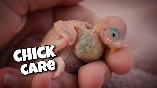 Caring for Newborn Baby Budgies [upl. by Ilzel]