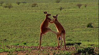 Una pelea entre dos canguros  NATIONAL GEOGRAPHIC ESPAÑA [upl. by Barbaresi]