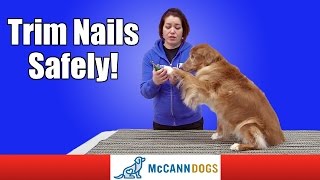 How To Clip Dog Nails [upl. by Eed665]