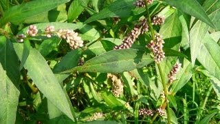 Useful Plant  Polygonum [upl. by Bledsoe633]