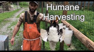 How to Pluck A Muscovy Duck  Humane Harvesting Guide [upl. by Ahtnams]