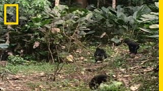 Bonobo the Female Alpha  National Geographic [upl. by Siravrat474]