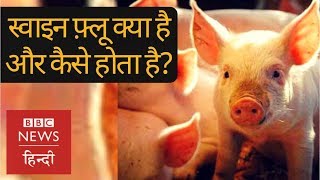 Swine Flu Everything you want to know about deadly disease BBC Hindi [upl. by Nnylannej]