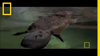 Platypus Parts  National Geographic [upl. by Sorkin]