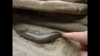 Hungry Chalcides ocellatus tiligugu [upl. by Ahsekad854]