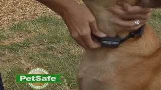 PetSafe Big Dog Bark Control Collar [upl. by Ahtekal]