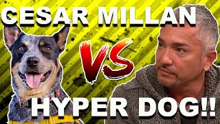 Cesar Millan vs HYPER DOG Stop Dog Lunging [upl. by Eerb]