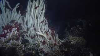 Giant Tube Worms of the Galapagos  Nautilus Live [upl. by Duston391]