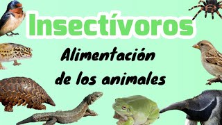 Animales insectívoros [upl. by Ma177]