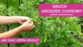 Groch i groszek cukrowy  uprawa od wysiewu do zbioru [upl. by Kennard]