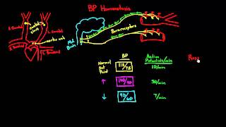 Autoregulation  Baroreceptors [upl. by Sergias258]