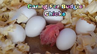 How To Prepare  Care For Budgie Chicks [upl. by Allenaj]