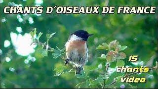 Chants doiseaux  14 Oiseaux de France [upl. by Ecneralc]