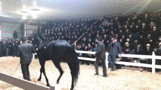 Amish Horse Sale Record Breaking Horse [upl. by Crowell976]