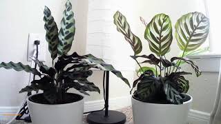 Mesmerizing Calathea Movement [upl. by Conway339]