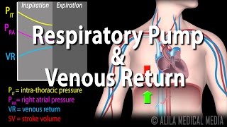 How Respiratory Pump Affects Venous Return Animation [upl. by Festa]