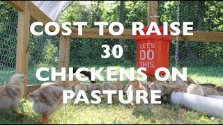 Cost to Raise 30 Chickens on Pasture [upl. by Akenat]