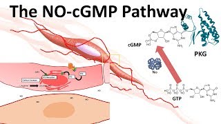 The NOcGMP pathway [upl. by Angelina929]