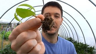 Dogwood Tree Rooted Cuttings Update [upl. by Ressler]