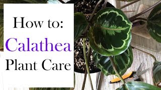 How to Calathea Plant Care [upl. by Acilejna]