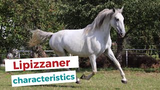 Lipizzan horse  characteristics origin amp disciplines [upl. by Eillac119]