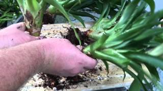 BROMELIAD CARE PROPAGATING METHODS BY SEEDS AND DIVIDING PUPS [upl. by Engle]