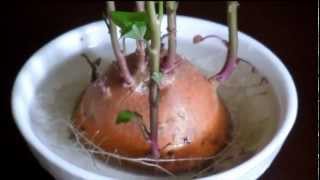 Growing Sweet Potato Ipomoea batatas Indoors Pleasantville New York [upl. by Adnof]