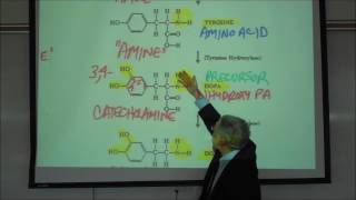 Acetylcholine amp Catecholamine Neurotransmitters amp MAO amp COMT by Professor Steven Fink [upl. by Dari]