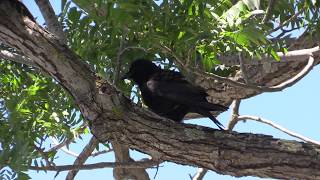 American Crow Rattle Vocalization [upl. by Corrine476]