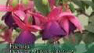 New Fuchsia Varieties [upl. by Aible]