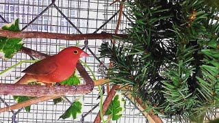 How to set up bird breeding cages for success  Bird cage  Finches [upl. by Ecinereb]