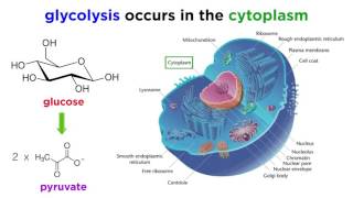 Cellular Respiration Part 1 Glycolysis [upl. by Neened]