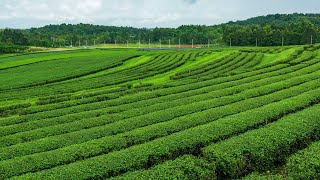 Ancient Chinas Deadly Tea Trading Route [upl. by Iives175]