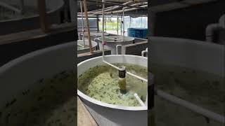 White Sturgeon Fish Hatchery California Sturgeon Caviar Farm [upl. by Wrightson]