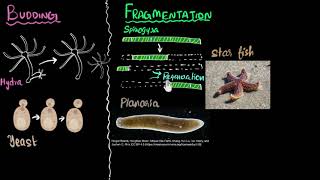 Budding spores fragmentation amp regeneration  How do organisms reproduce  Biology  Khan Academy [upl. by Julio]