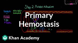 Primary hemostasis  Advanced hematologic system physiology  Health amp Medicine  Khan Academy [upl. by Ambrosine295]