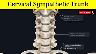 Cervical Sympathetic Trunk Superior Middle amp Inferior Ganglia Situations  Relations  Branches [upl. by Enninaej163]