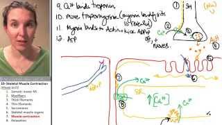 Skeletal Muscle 7 Contraction [upl. by Aday]